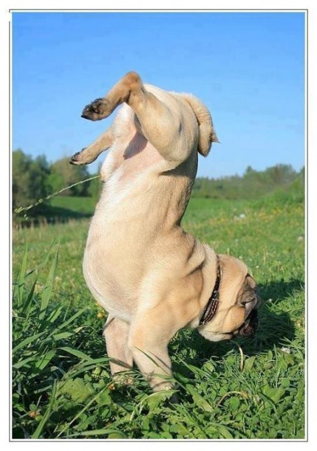 Mops 3.jpg