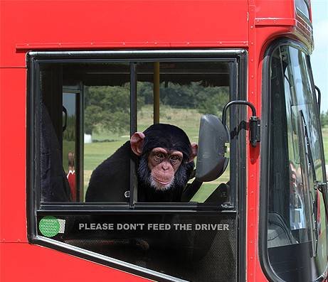 monkeybus.jpg