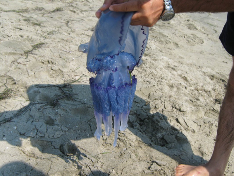 IMG_6942.jpg