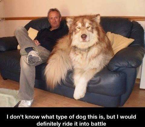 dog.jpg
