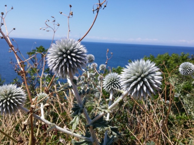 20150619_120133_resize.jpg