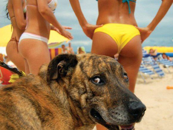 dog.jpg